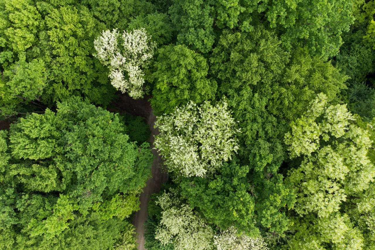 Aerial view showing a vibrant green forest canopy with a clear path cutting through the trees.